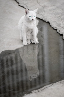 AJ Schokora, Cat Life