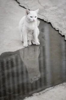 Photo art by AJ Schokora: kitten with gentle gaze and reflection in the background