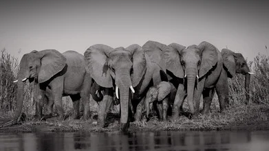 Wall art by Dennis Wehrmann: group of elephants at the Zambezi