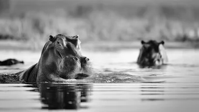 Photo art by Dennis Wehrmann: hippopotamus in water, soft colors and calm atmosphere
