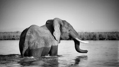 Photo art by Dennis Wehrmann: Elephant in Lower Zambezi National Park, Zambia.