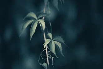 Photo art by Sebastian Worm: detailed depiction of a vine tendril with leaves
