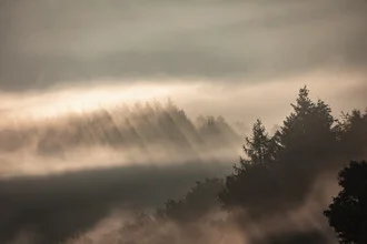 Fotokunst: sanfte Lichtstrahlen durch Nebel und Bäume im Morgenwald