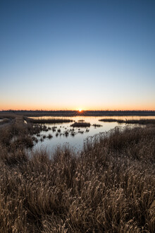 Sebastian Worm, Sunrise in the Reeds (Germany, Europe)