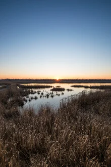 Sunrise over reeds and water in Mecklenburg-Vorpommern