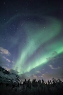 Fotokunst von Sebastian Worm: Polarlicht über Nadelbäumen in Norwegen