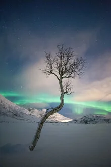 Foto von Sebastian Worm: Baum unter einem farbenprächtigen Nachthimmel in Norwegen