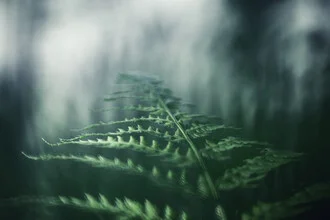 Close-up of a fern frond from Norway, soft green tones and delicate leaf textures.