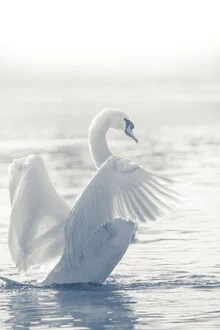 Fotokunst von Sebastian Worm: Schwan im Gegenlicht mit sanften Farben