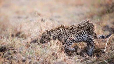 Photo art by Dennis Wehrmann: a cute leopard cub in the wild