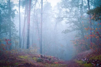 Verträumter Herbstwald mit Nebel zwischen den Bäumen, sanfte Herbstfarben