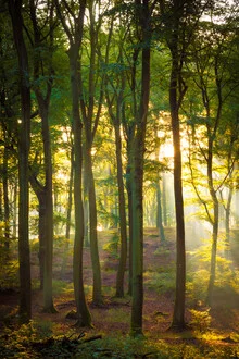 Fotokunst von Martin Wasilewski: sanfte Herbstfarben im Wald