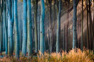 Fotokunst von Martin Wasilewski: Nebeliger Wald mit gespenstischen Bäumen in Nienhagen