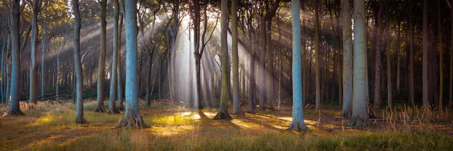 Panoramabild eines nebligen Gespensterwaldes in Nienhagen, sanfte Farben und ruhige Stimmung.