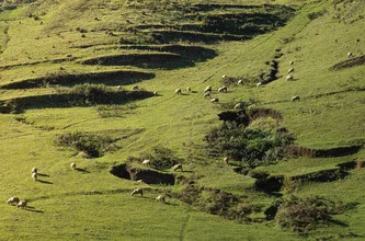 Sheep grazing on the prairie at sunset, peaceful natural atmosphere