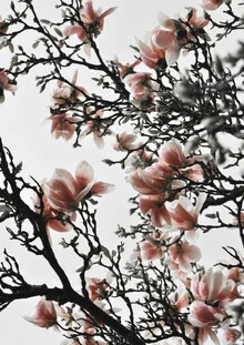 Photo art by Studio Na.hili: delicate magnolia blossoms in soft shades of pink.