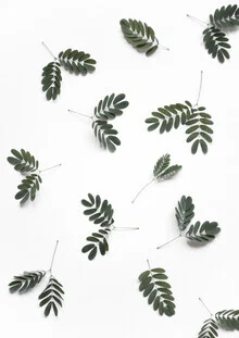 Photo art by Studio Na.hili: gentle leaves showcasing the beauty of nature
