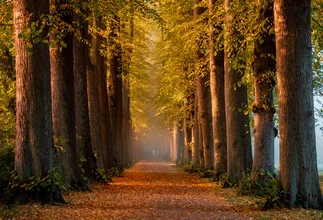 Photo art by Nils Steiner: autumn morning in a foggy alley