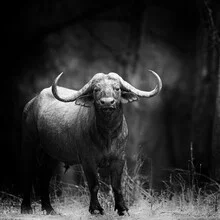 Photo art of a Cape buffalo in Zambia's Lower Zambezi National Park.