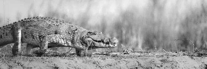 Photo art by Dennis Wehrmann: crocodile in Zambezi National Park, peaceful wildlife shot