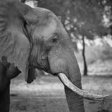 Photo art by Dennis Wehrmann: portrait of an elephant in Lower Zambezi National Park, Zambia.