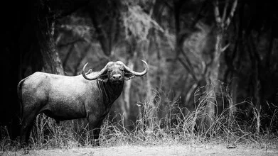 Photo art by Dennis Wehrmann: Cape buffalo grazing peacefully in the African wilderness.