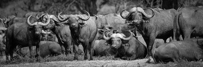Photo art by Dennis Wehrmann: buffalo herd in the national park under the African sky.