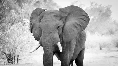 Photo art by Dennis Wehrmann: portrait of an elephant in the wild