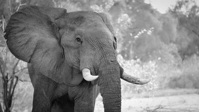 Photo art of an elephant in Lower Zambezi National Park, calm and majestic.