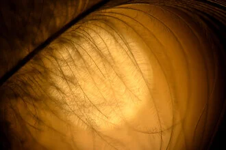 Photo art by Nikki Gijselhart: soft feather on a calm background