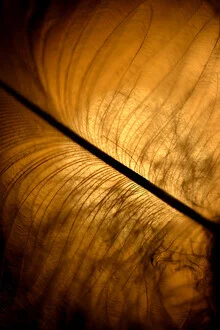 Photo art by Nikki Gijselhart: soft feather on a light background