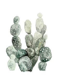 Christina Wolff, Botanical - Desert Cacti (Germany, Europe)