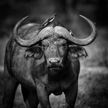 Photo art by Dennis Wehrmann: majestic buffalo in Zambezi National Park