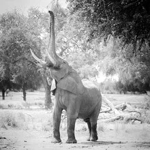 Photo art by Dennis Wehrmann: elephant in Zambezi National Park, calm atmosphere.