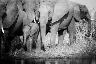 Photo art by Dennis Wehrmann: a baby elephant in the savanna landscape of Zambia.