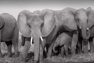 Photo art of a baby elephant resting in the grass in Zambia.