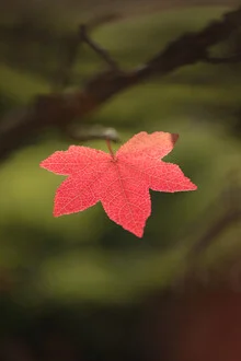 Nahaufnahme eines roten Herbstblatts auf einem Baum, sanfte Farben und ruhige Stimmung.