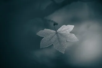 Close-up of a monochrome maple leaf, gentle shadows and textures