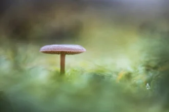 Nahaufnahme eines kleinen Pilzes im Grünen mit sanften Bokeh-Effekten.