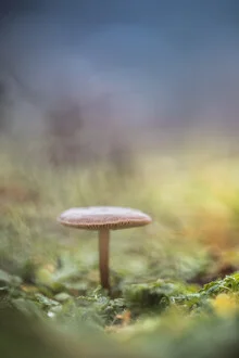 Nahaufnahme eines kleinen Pilzes mit sanftem Bokeh im Hintergrund