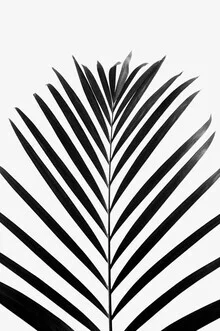 Minimal photo art featuring a palm leaf in black and white.