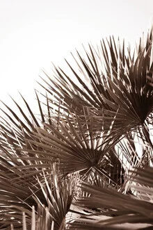 Photo art: golden palm leaves with soft shadows and warm tones