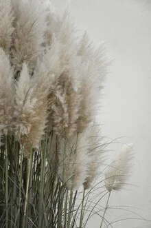 Photo art of pampas grass under cloudy sky, soft colors and calm atmosphere.