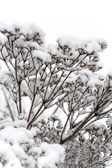 Studio Na.hili, SNOWY white flower branches (Germany, Europe)