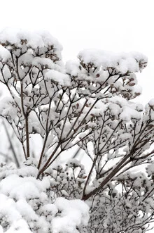 Photo art by Studio Na.hili: flowering branches with fresh snow