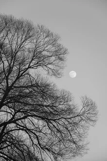 Black and white photo art by Studio Na.hili: winter tree under full moon.
