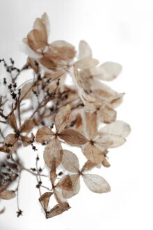 Photo art featuring snowy hydrangea flowers in soft colors