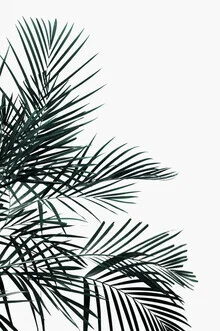 Photo art by Studio Na.hili: minimalist depiction of a palm leaf