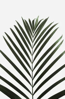 Photo art featuring tropical palms that create a relaxed atmosphere.