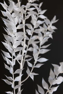 Black and white photo art by Studio Na.hili: minimal branch representation